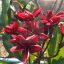 Plumeria rubra "Black Lion" BB