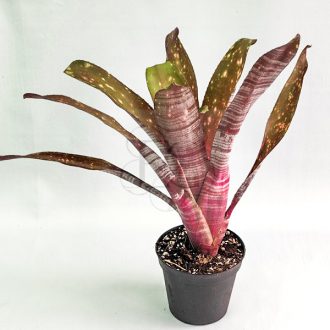 Billbergia Water Melon Man