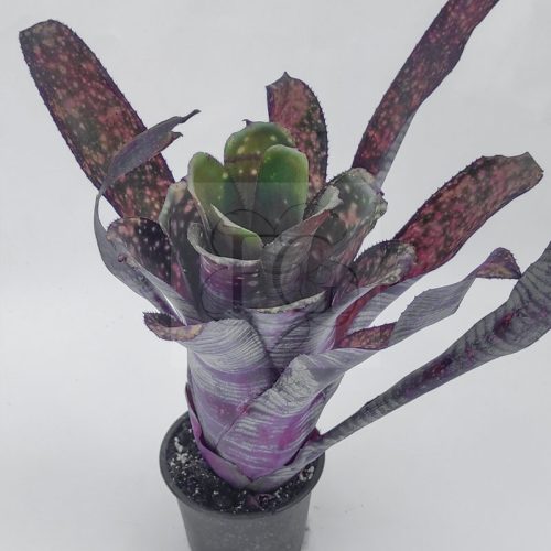 Billbergia Water Melon Man