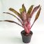 Billbergia Water Melon Man