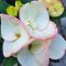 Euphorbia milii "Hybrid" (A13)