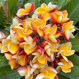 Plumeria rubra "Vientiane Rose" magok