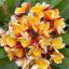 Plumeria rubra "Vientiane Rose" magok