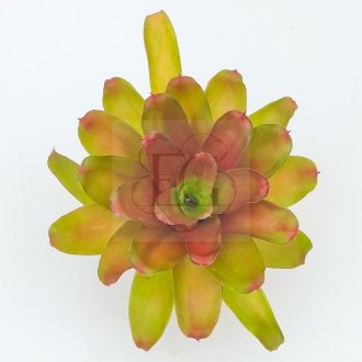 Neoregelia Meyendorfii