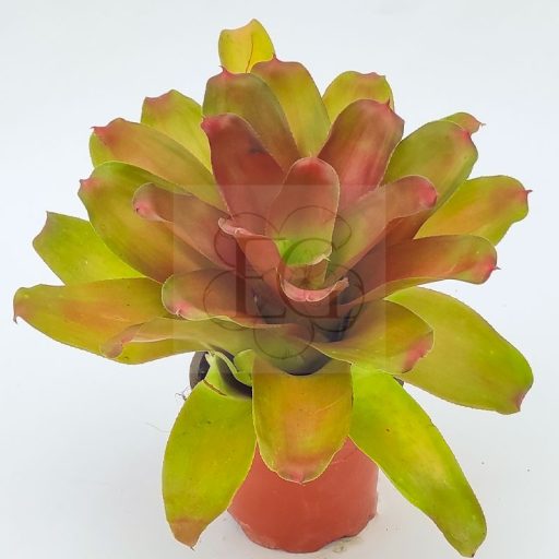 Neoregelia Meyendorfii