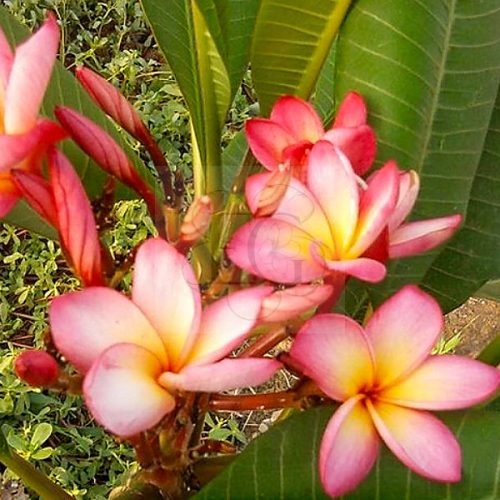 Plumeria rubra "Passion" JJ