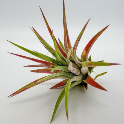 Tillandsia Ionantha var. Red Marble 