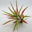 Tillandsia Ionantha var. Red Marble 