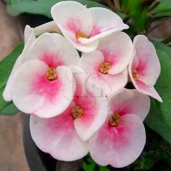 Euphorbia milii "Angel Wish" (35) Euphorbia milii "Angel Wish" (35)