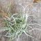 Tillandsia Reichenbachii Pulk