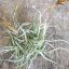 Tillandsia Reichenbachii Pulk