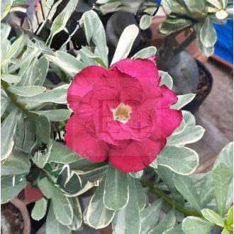 Adenium obesum "Dark Ruby var. Premium (TQC100) 