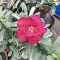 Adenium obesum "Dark Ruby var. Premium (TQC100) 