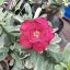 Adenium obesum "Dark Ruby var. Premium (TQC100) 