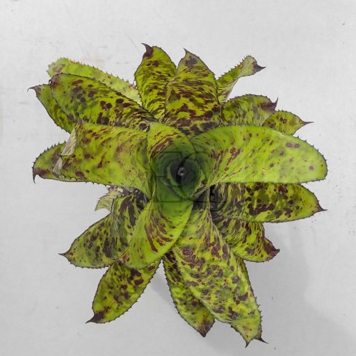 Aechmea Orandiana Pink