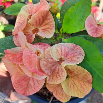 Euphorbia milii "Soi Thong" (A22)
