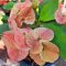 Euphorbia milii "Soi Thong" (A22)