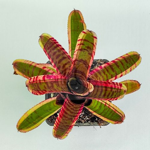 Neoregelia Red Bull