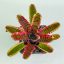 Neoregelia Red Bull