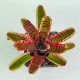 Neoregelia Red Bull