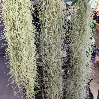 Tillandsia Usneoides Longifolia/XL