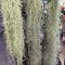 Tillandsia Usneoides Longifolia/XL