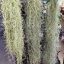 Tillandsia Usneoides Longifolia/XL