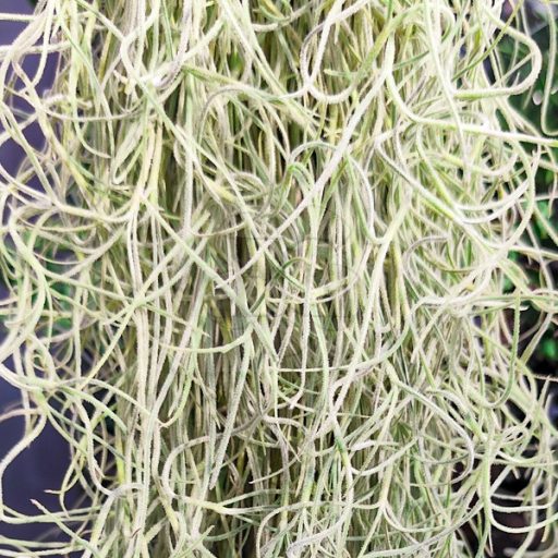 Tillandsia Usneoides Longifolia/XL