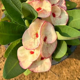 Euphorbia milii "Sai Nam Phung" (A101)