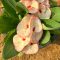 Euphorbia milii "Sai Nam Phung" (A101)