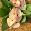 Euphorbia milii "Sai Nam Phung" (A101)