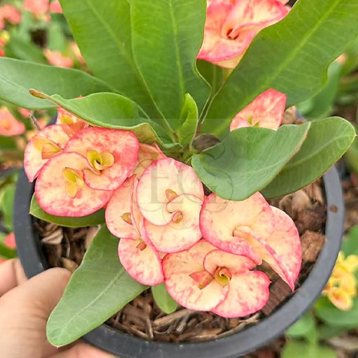 Euphorbia milii "Sai Nam Phung" (A101)
