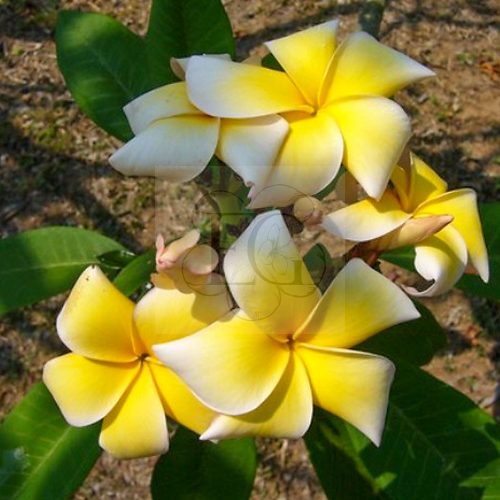 Plumeria rubra "Grace"