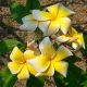 Plumeria rubra "Grace" JJ