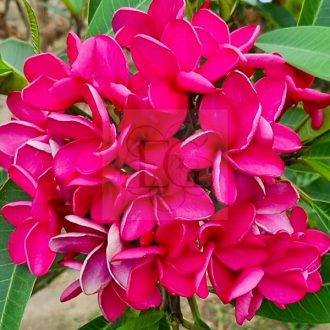 Plumeria rubra "Tabtim Siam" 