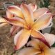 Plumeria rubra "Brown Pony" (NUI)