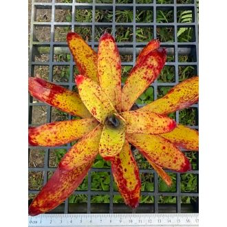 Neoregelia Yellow Spot