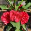 Euphorbia milii "Red Valentine" (31)