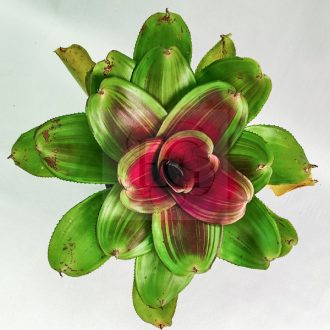 Neoregelia Concentica Red Line 