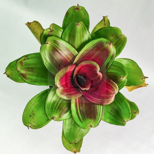 Neoregelia Concentica Red Line 