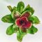 Neoregelia Concentica Red Line 