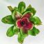 Neoregelia Concentica Red Line 