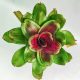 Neoregelia Concentica Red Line 