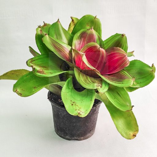 Neoregelia Concentica Red Line 