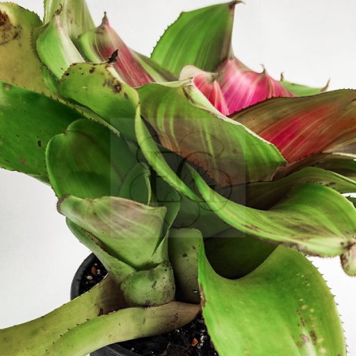 Neoregelia Concentica Red Line 
