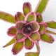 Neoregelia Bravo Alison