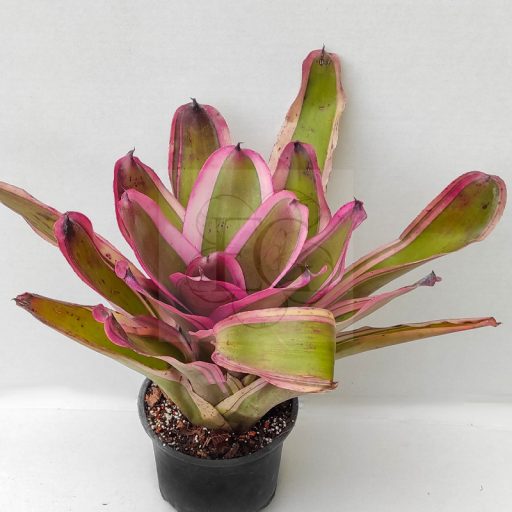 Neoregelia Bravo Alison