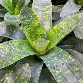 Vriesea Gigantea var. Nova 