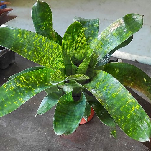 Vriesea Gigantea var. Nova 