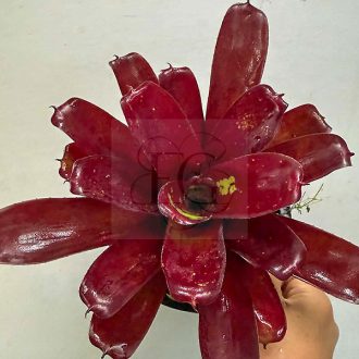 Neoregelia Rawid Red 